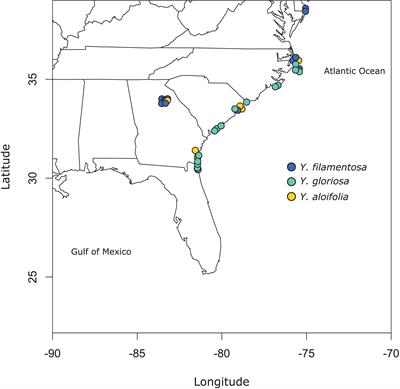 Hybridization History and Repetitive Element Content in the Genome of a Homoploid Hybrid, Yucca gloriosa (Asparagaceae)